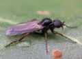 Bibio femoralis